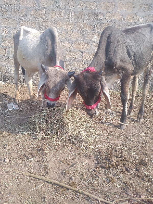 કલ્યાણપુર તાલુક...