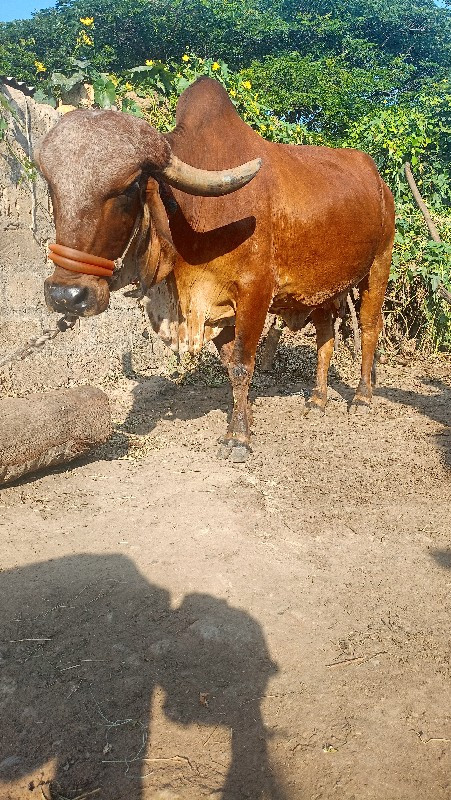 ગાય વેચવા ની છે