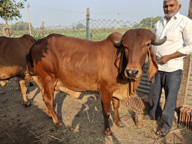 ગાય