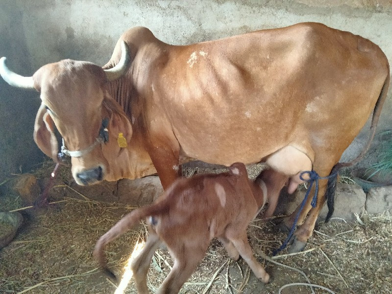 વેચવાનુ છે