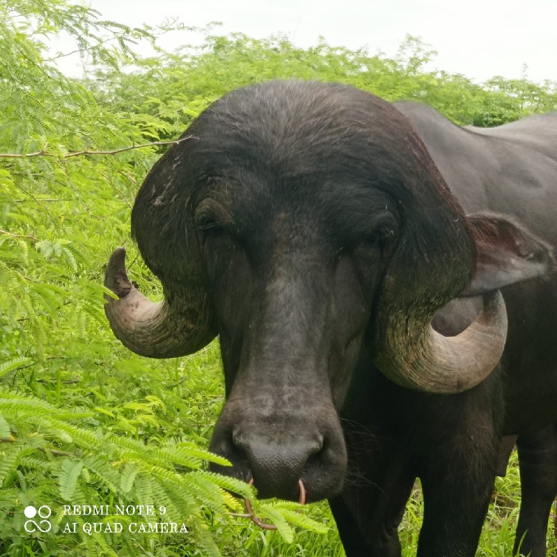 પાડો