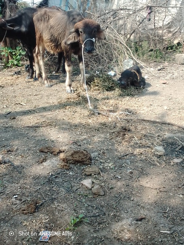 પોરબંદર જિલ્લો...