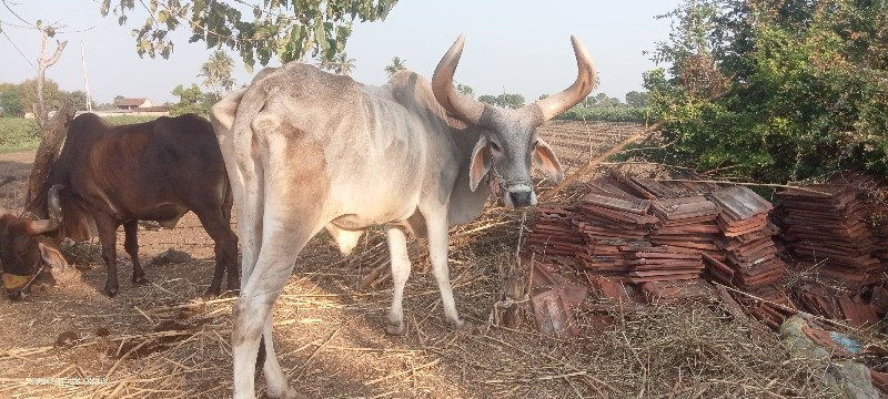 બળદ