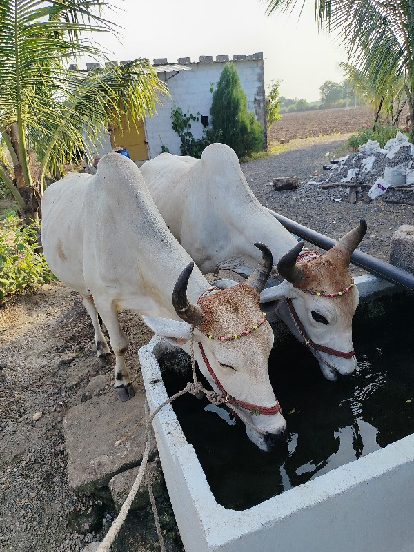 વાછડા વેચવાના છ...