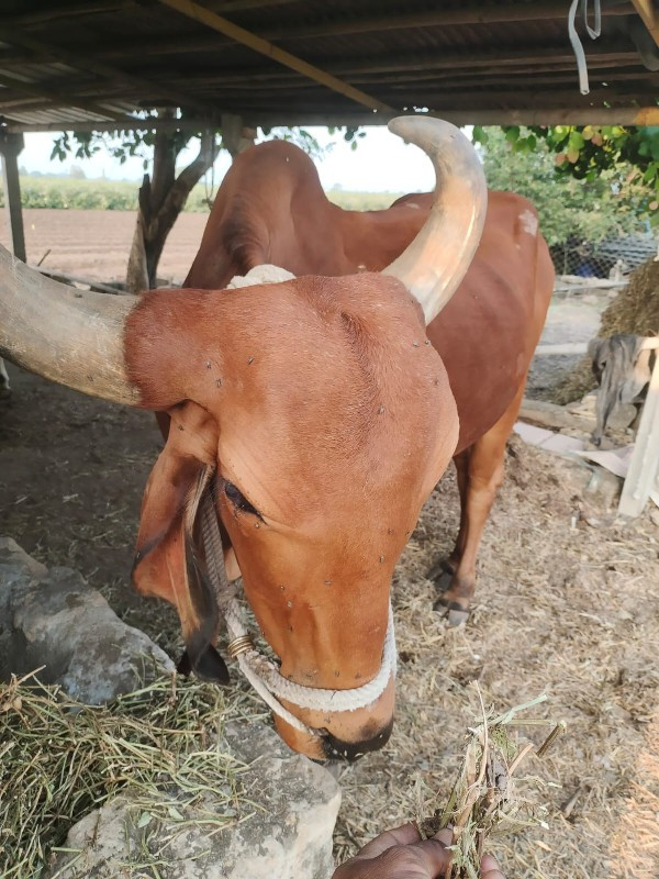 બરધ વેચવાનો છે...