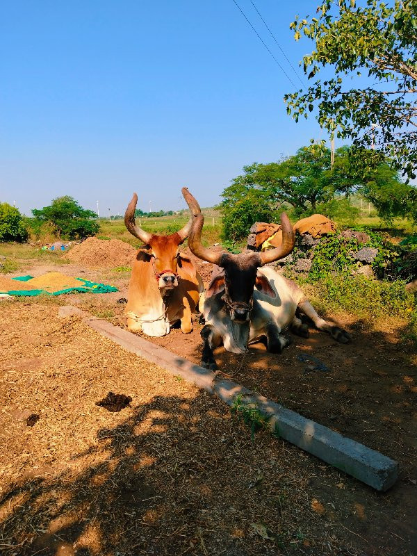 સોમાત