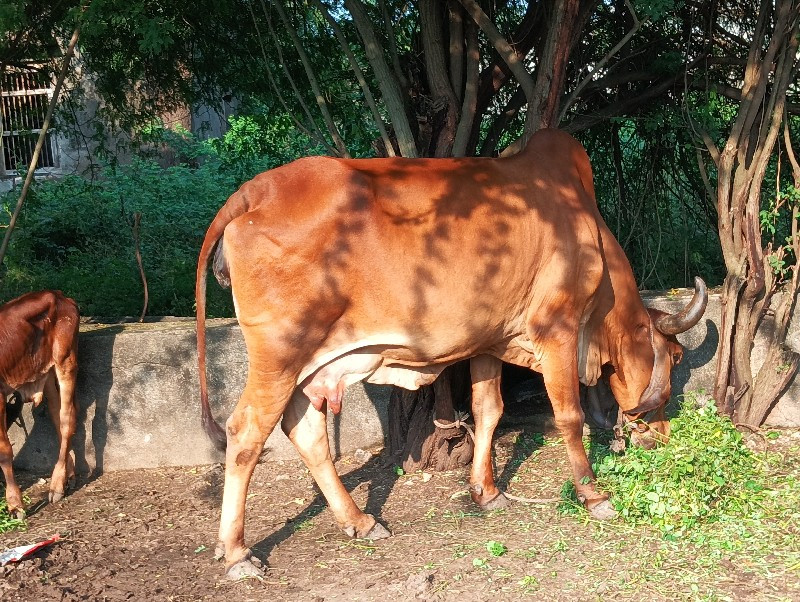 ગાય
ગાય‌‌..વશવા...