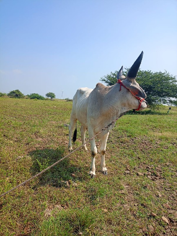 ઘોધલો વેચવા નો...