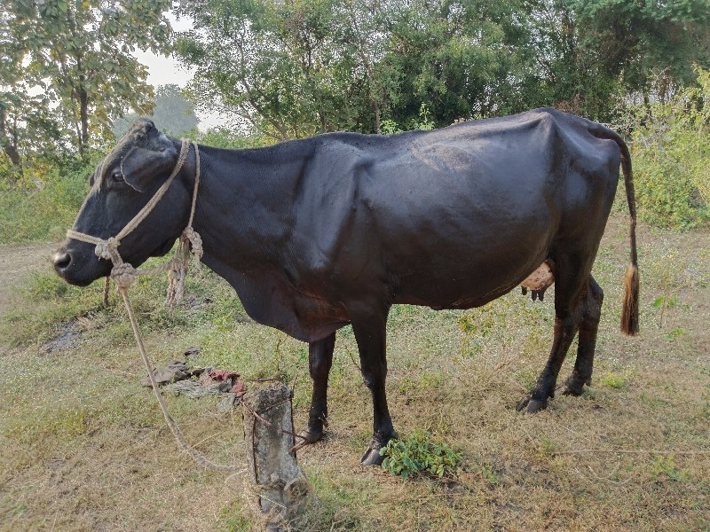 ગાય વેચવાની છે...