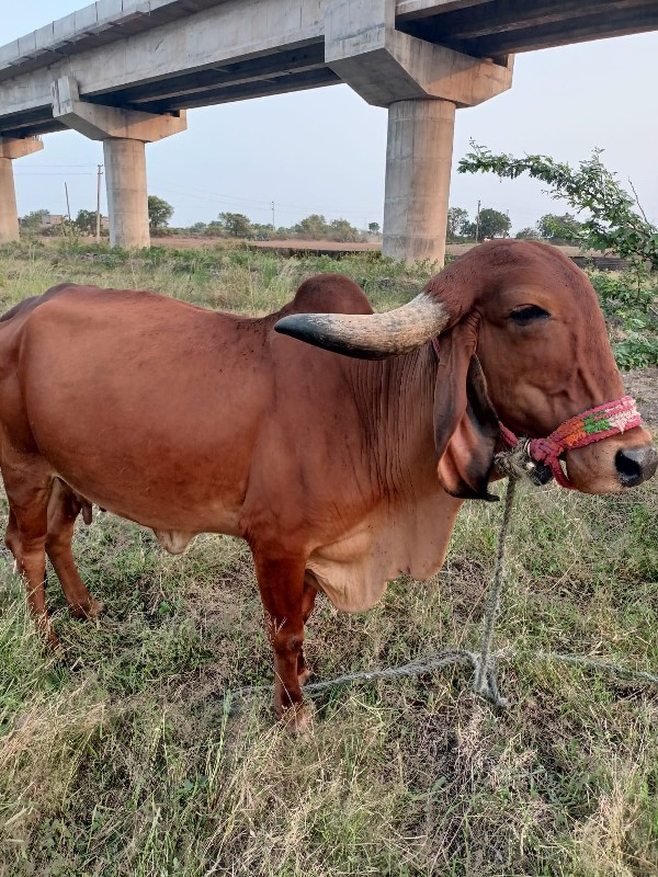 ગીર ગાય છે વેચવ...