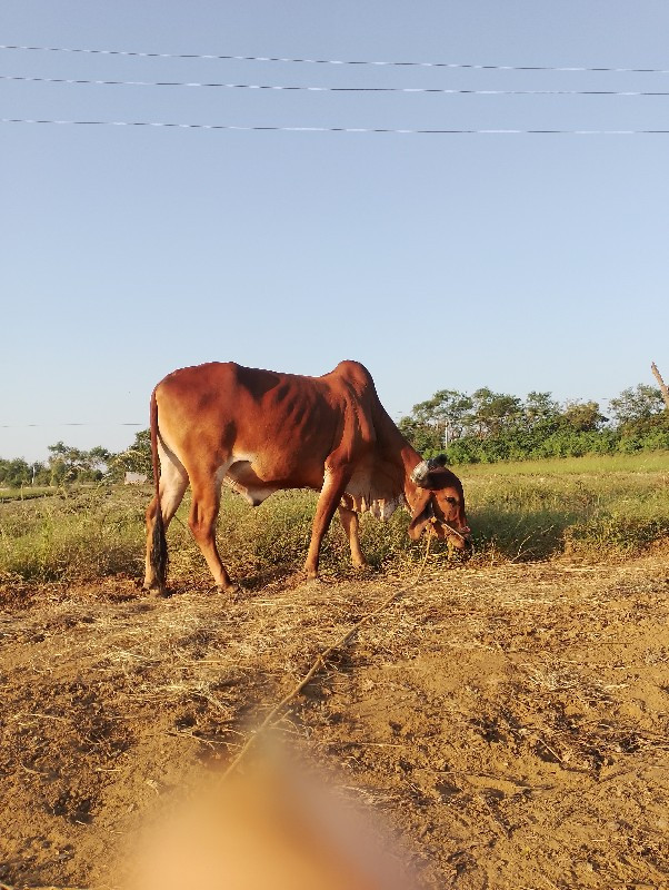 એક ગોઢલો બળદ વે...