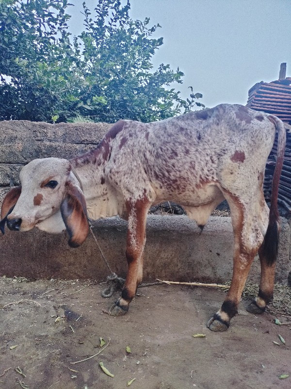 ઓરીજનલ ગીર ગાય...