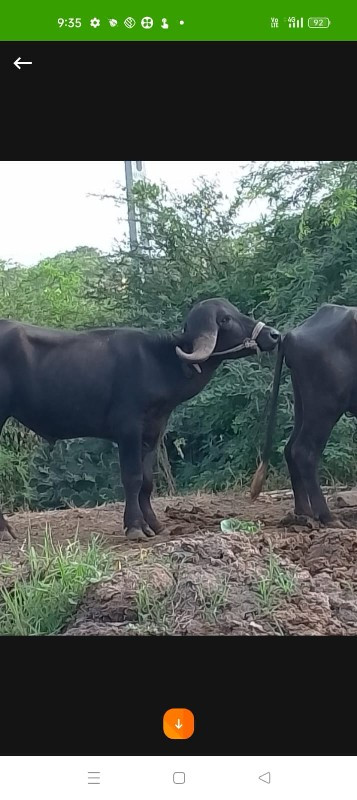 ગાય.ને પાડો બેય...