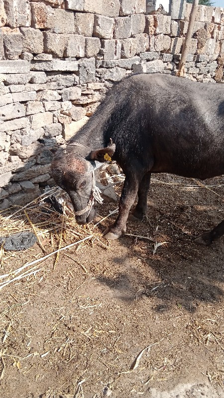 ખડેલી વેચવાની છ...