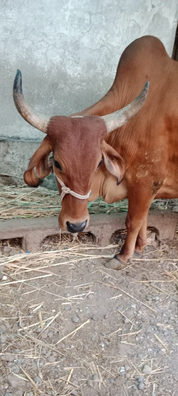 ગાય વેંચવા ની છ...