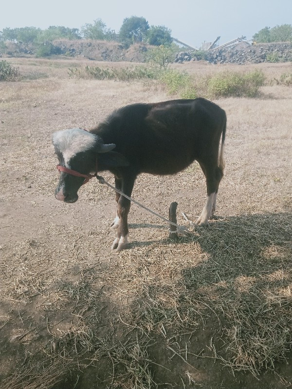 પાડો સારો છે