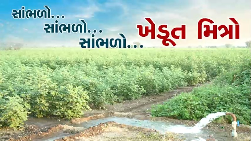 દેશી જુવાર બિયા...