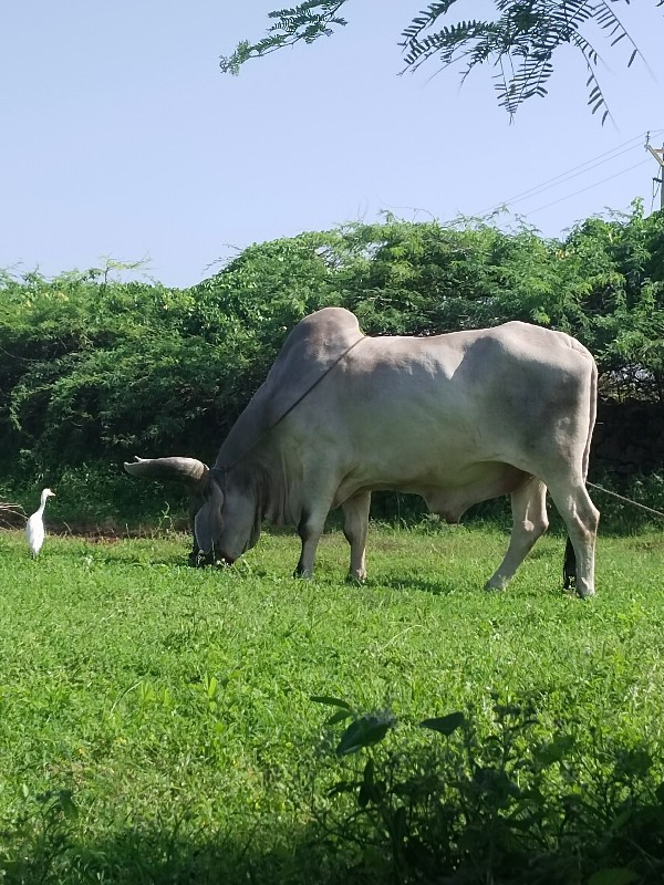 બળદ વેચવાનો છે