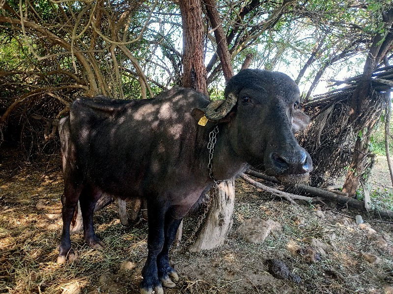 ખળેલી વેચવાની છ...