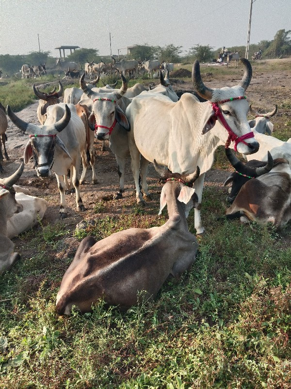 વાછરડા વેચવા ના...