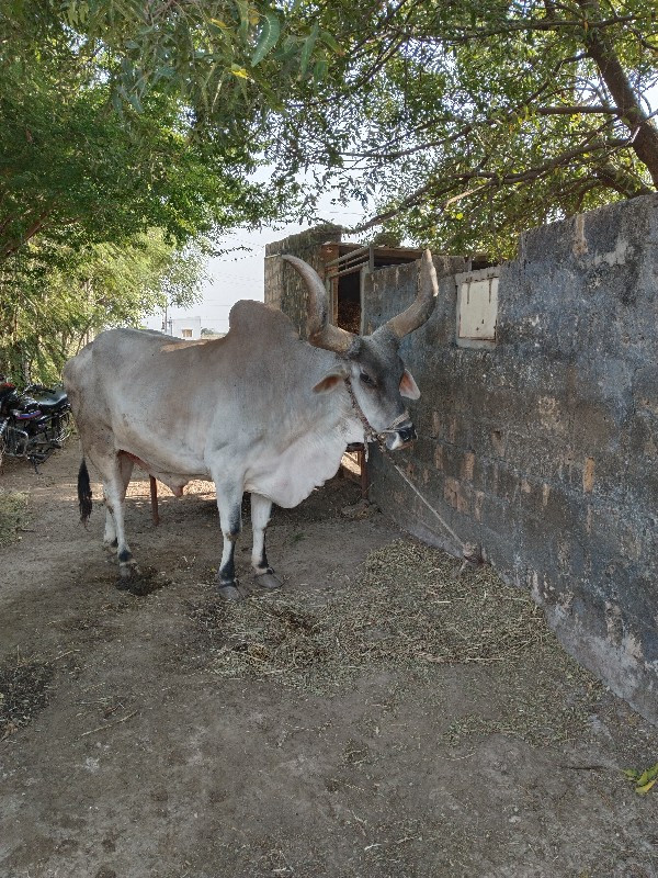 બળદ વેચવાના છે