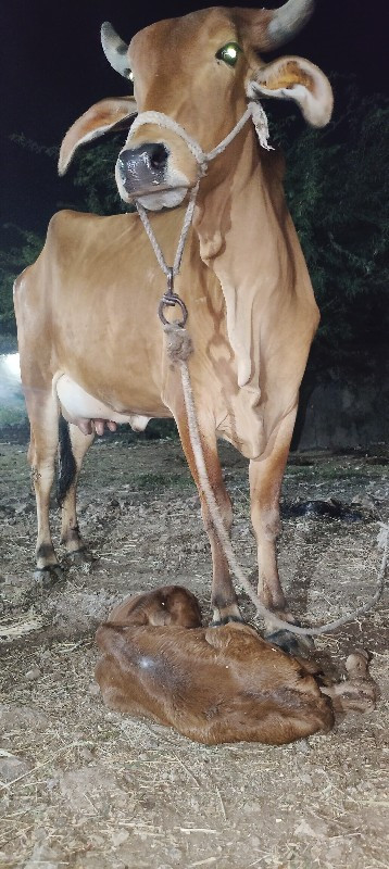 ગાય વેચવાની છે