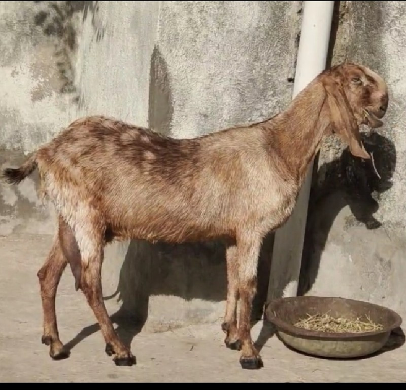 Beetel Bakri