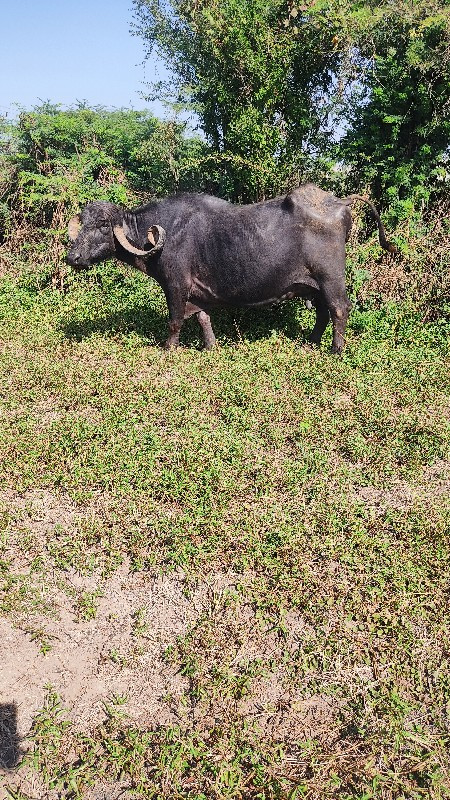 ભેંસ વેચવાની છે