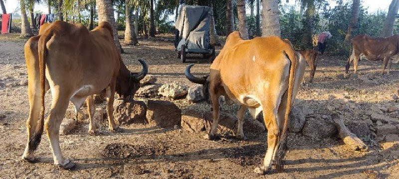 કિંમત આવ્યા પછી