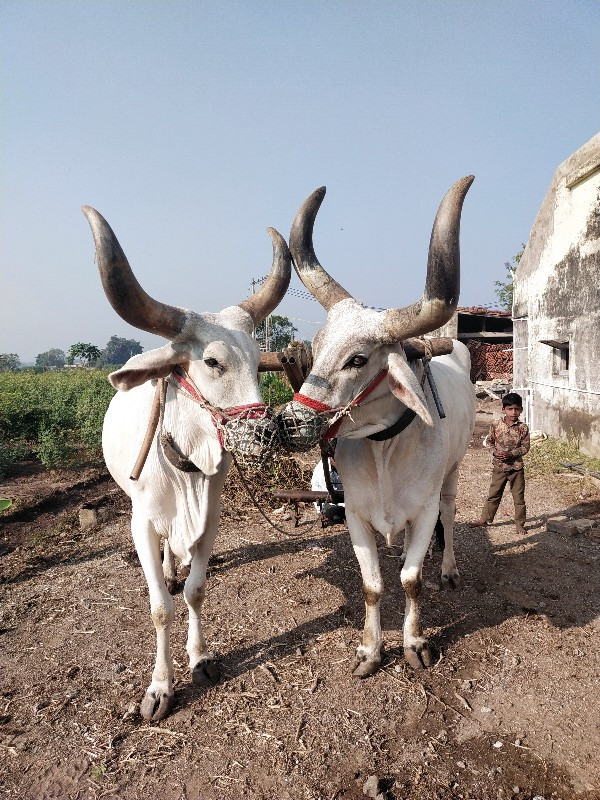 બળદ