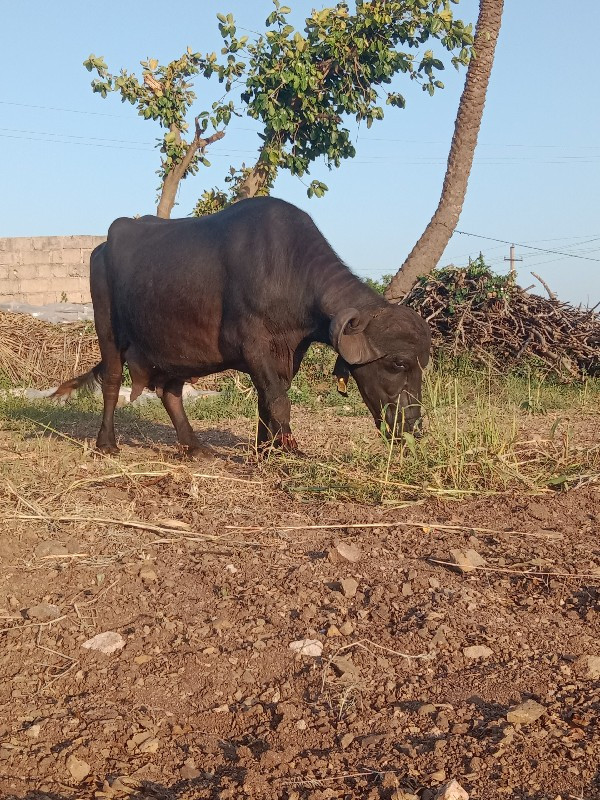 ભેસ વેચવાની છે