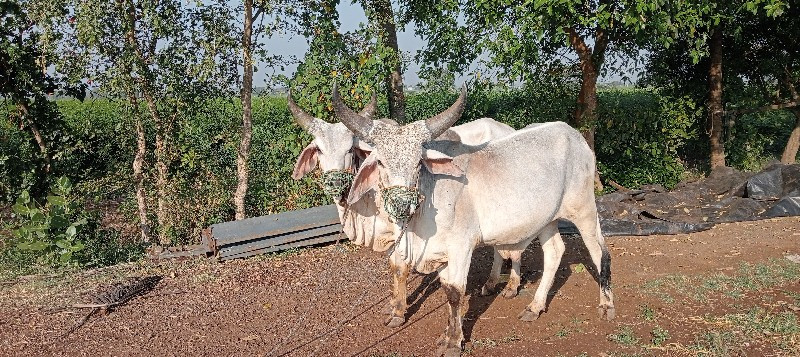 ગોંડલમાં વેચવા...