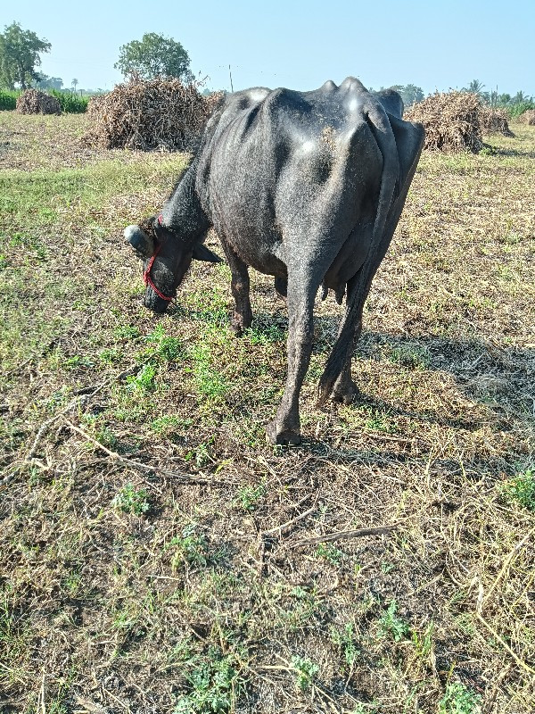 ભેંસ વેચવાની છે