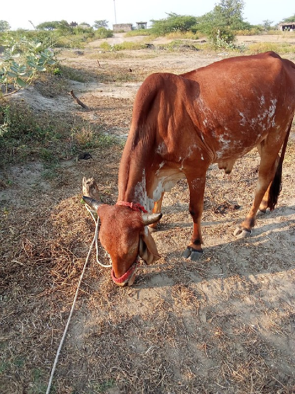 વેચવાના છે