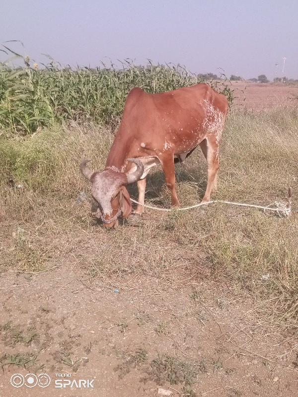 વેચવાનુછે