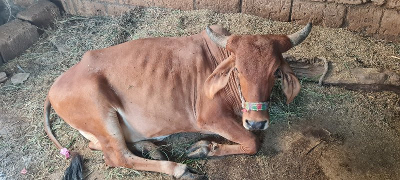 ગાય સાચવવા માટે...