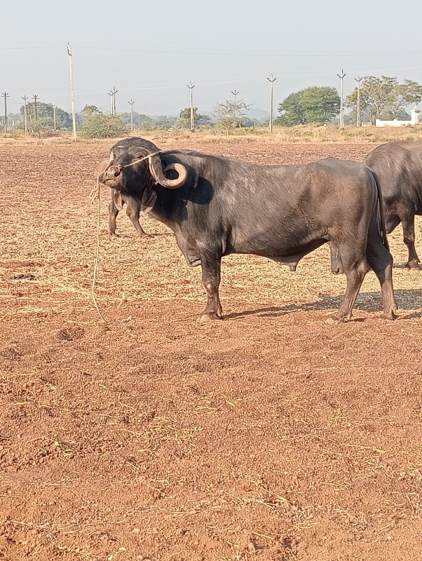 પાડો વેચાવ છે