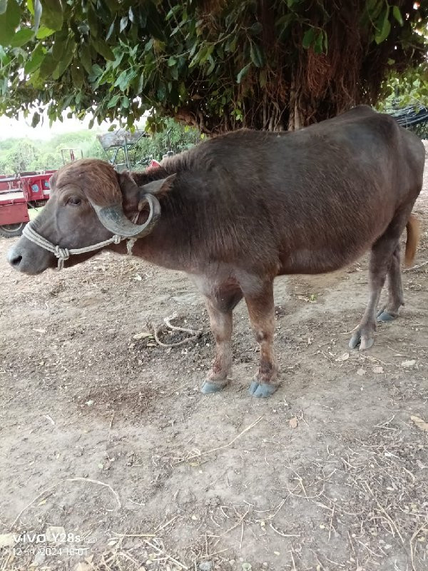 ભુરી ખડેલી