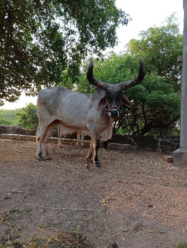 બળદ વેચવાના છે