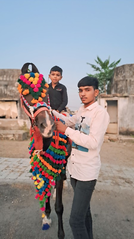 ઘોડી વેચવાની છે