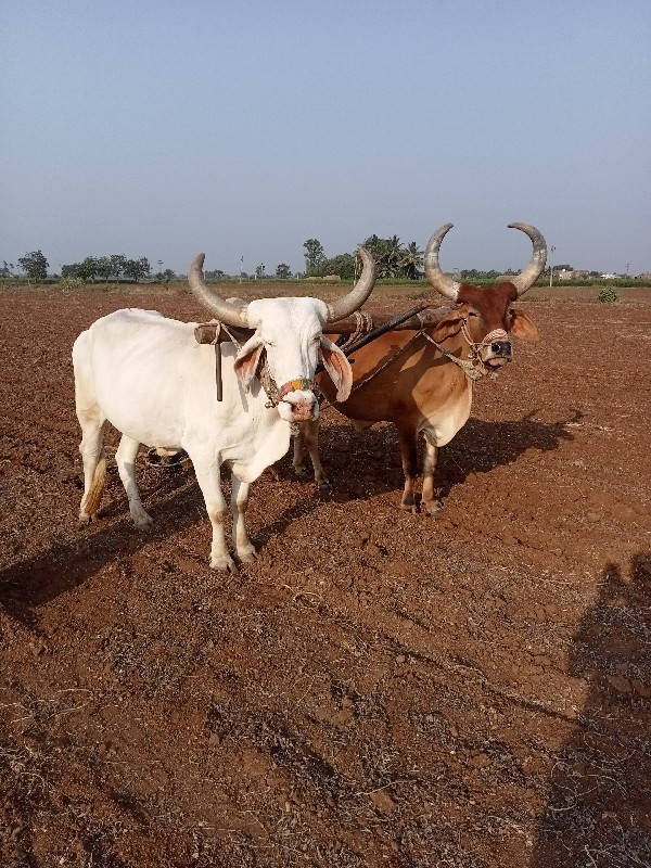 બરધ વેચવાના છે