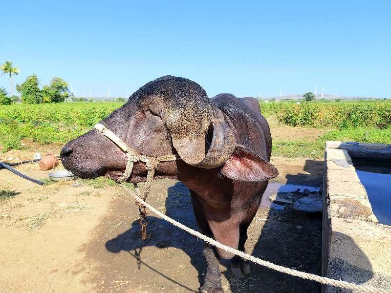 અશલ જાફરાબાદી ભ...