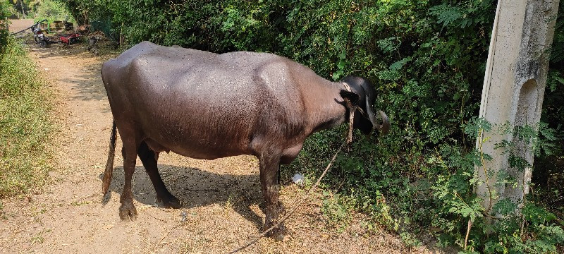 ભેંસ વેસવા ની સ...