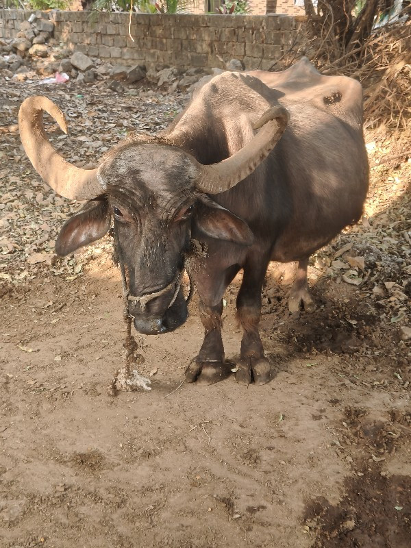 ભેંશ વેશવા ની છ...