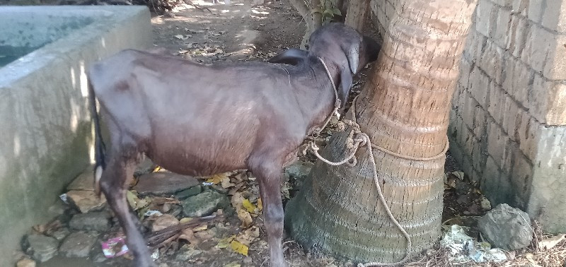 પાડી વેચવાની છે