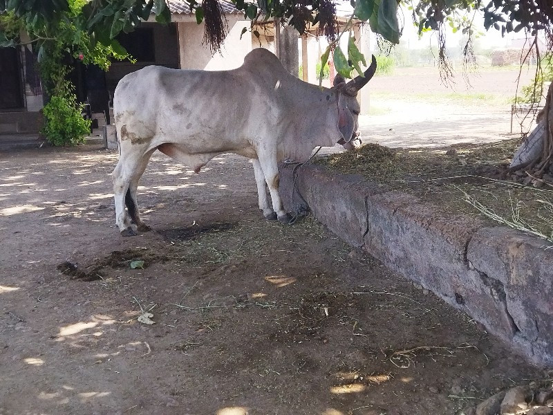 ઞોધલો વેચવાનો છ...