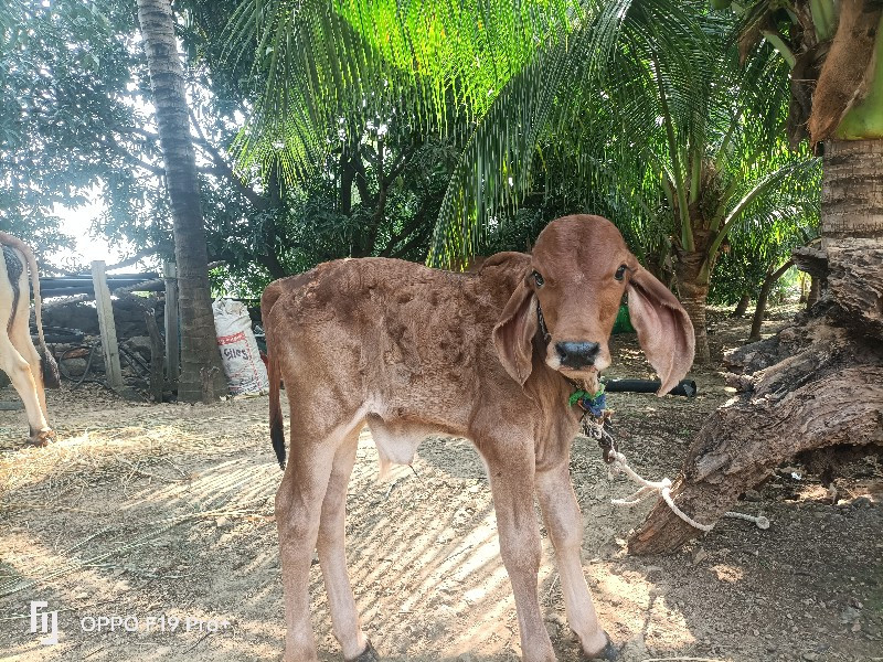 ગાય વેચવાની છે