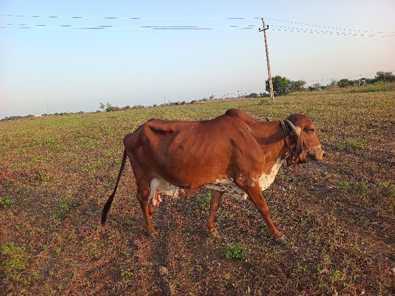 ગાય છે