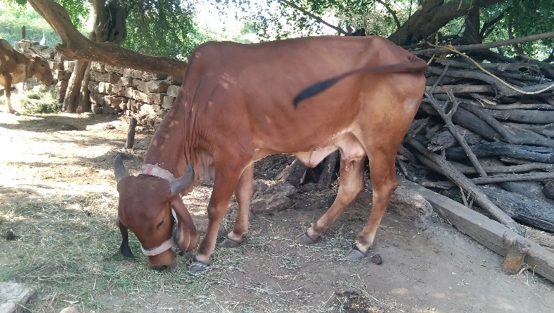 ગાય વેશવાનિ છે