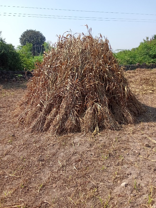 જુવાર ની નિરણ વ...